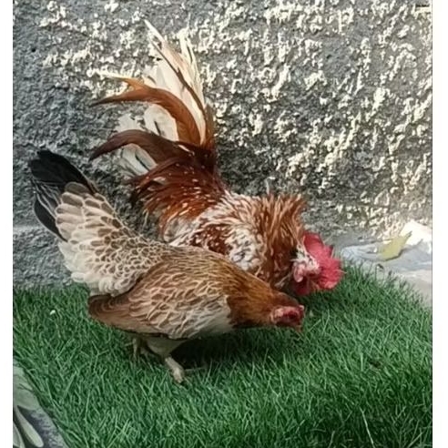 ayam kate sepasang dewasa