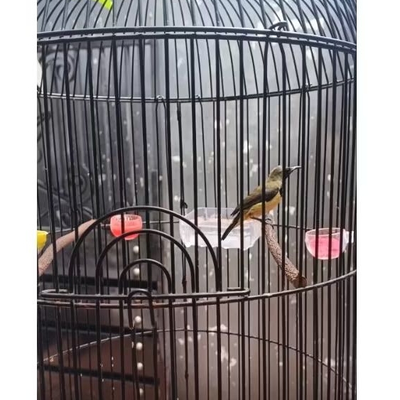 burung sogon (sogok ontong) gacor