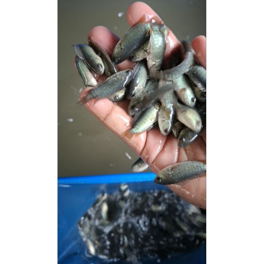 Bibit Betok Papuyu Bangkok Thailand Per100