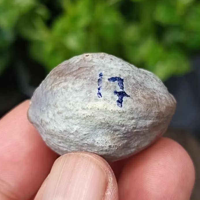 Muncang adu jalim gurame jr kode 79.