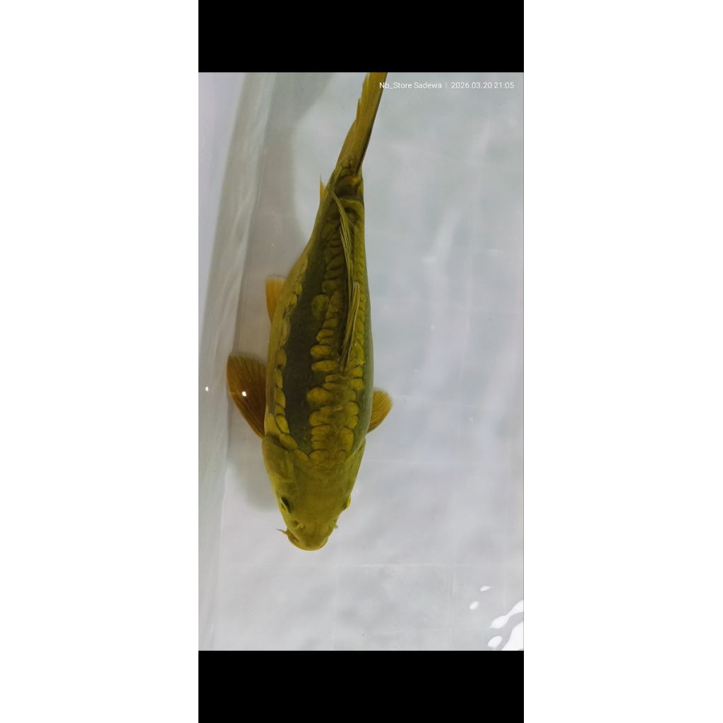 MIDORI ARAGOKE KOI BLITAR JUMBO SIZE 30CM