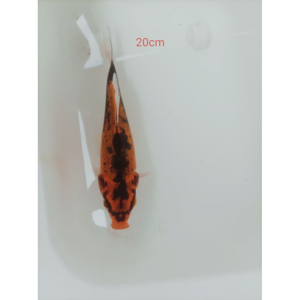 HI UTSURI KOI BLITAR SIZE 20CM