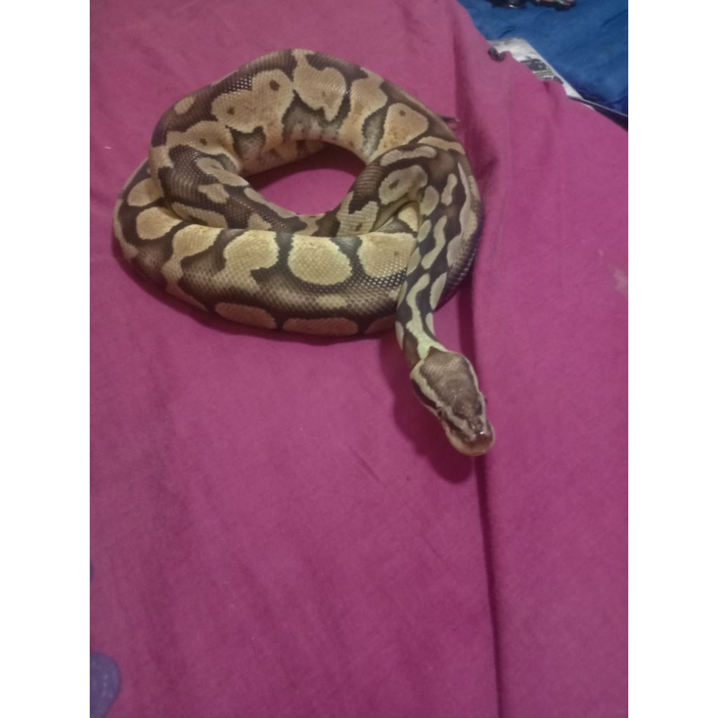 Ball python pastel female induk