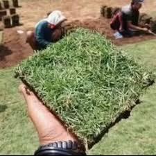 LEMBUR IJO -RUMPUT JEPANG HIDUP |PERKOTAK|RUMPUT KUBURAN