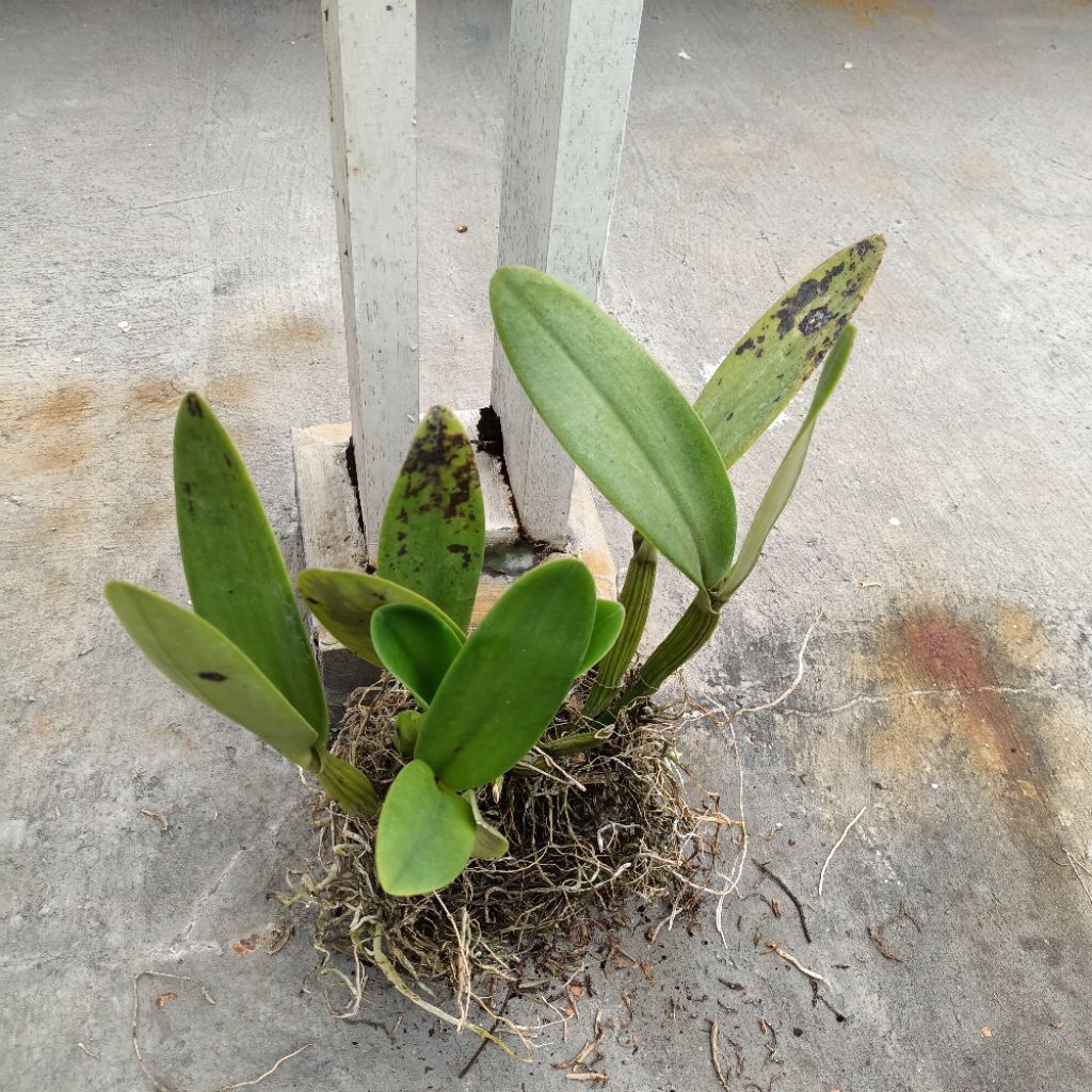 Tanaman anggrek cattleya mantini dewasa bunga ungu besar wangi kode G