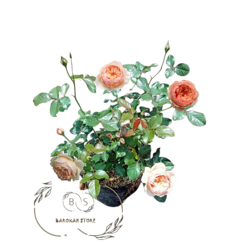 Mawar import masora japanese semi indukan rimbun dan 35 variasi mawar semi indukan lainnya promo dis