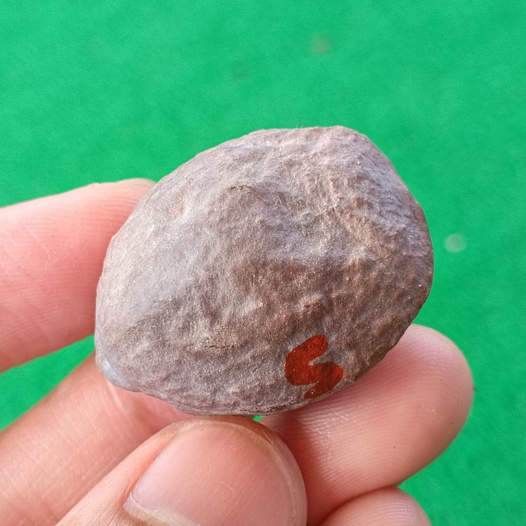 Muncang Adu 4G JR kode 5