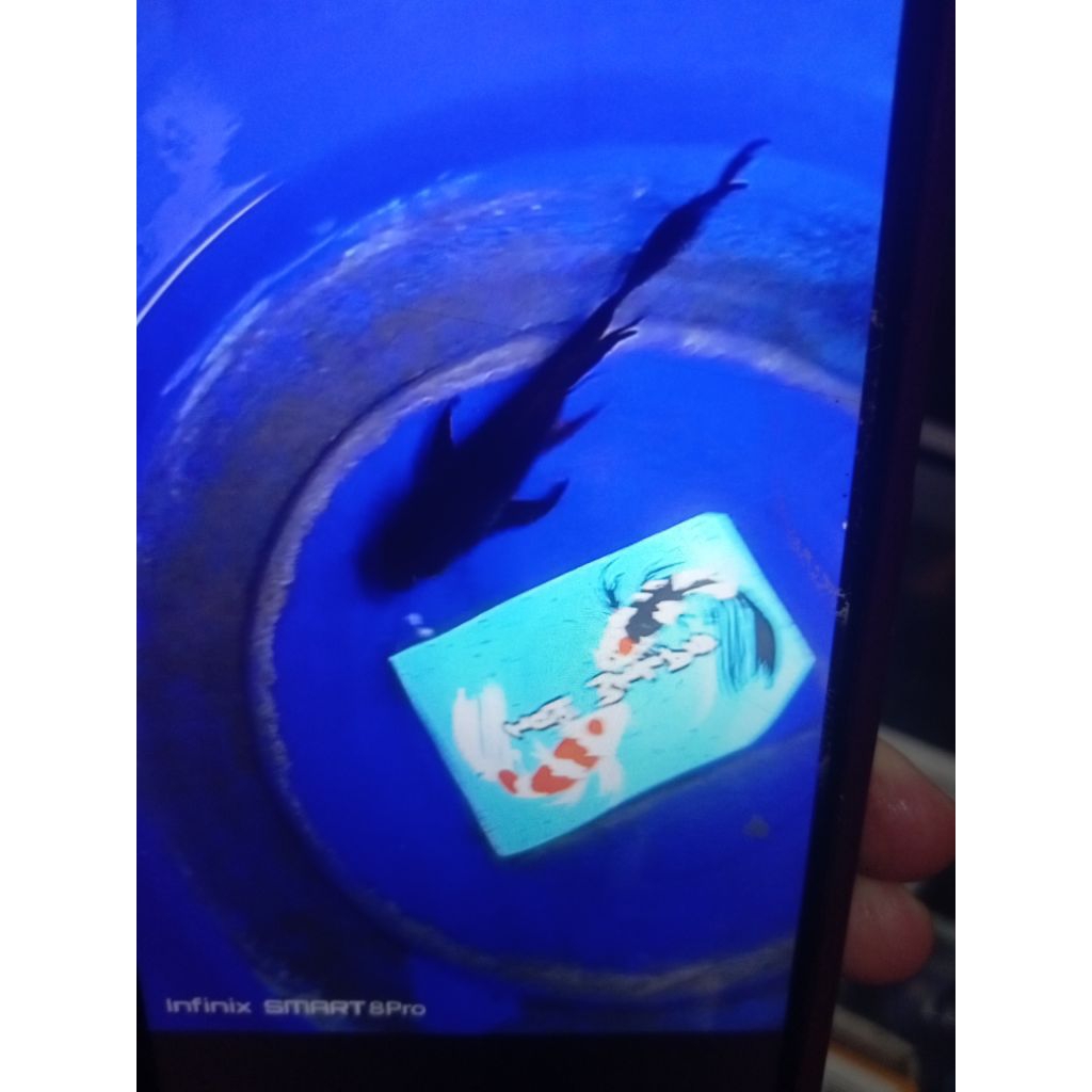 SLEYER KARASU / KUMPAY KARASU