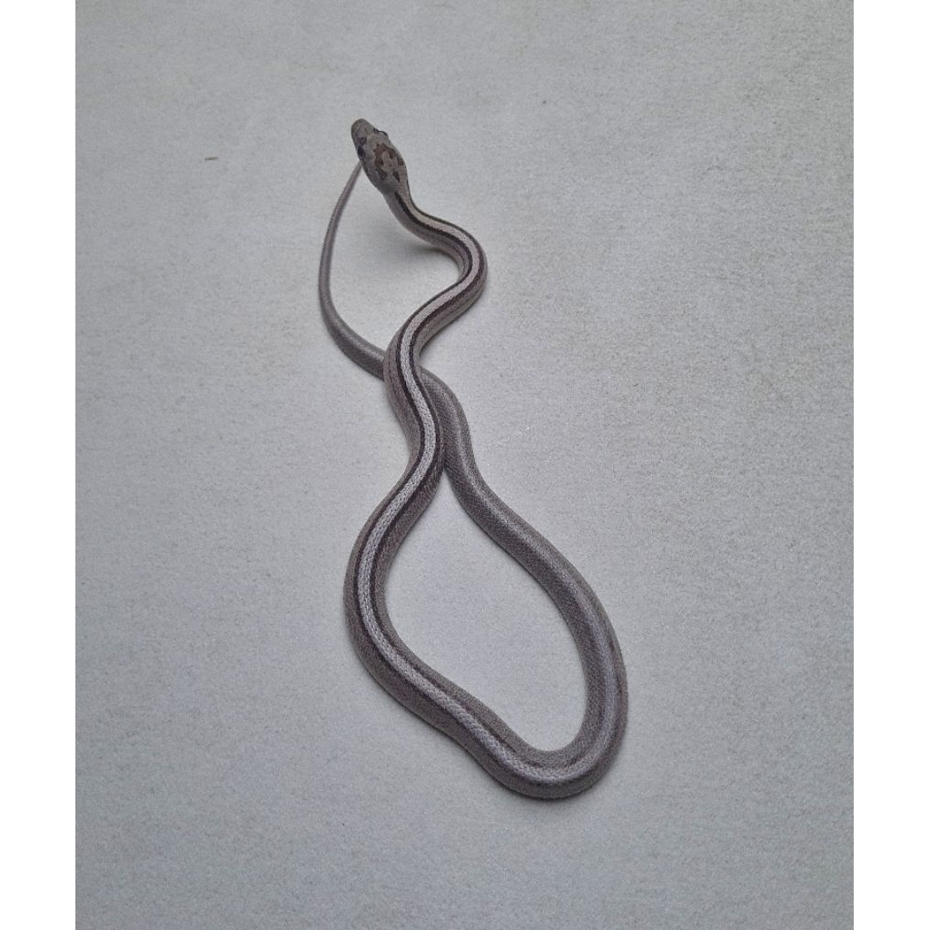 CornSnake Anery Stripe Warna Kontras