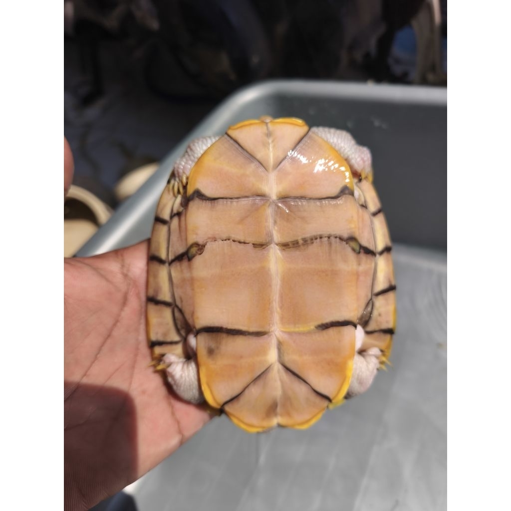 makanan kura res brazil hybino hypo albino