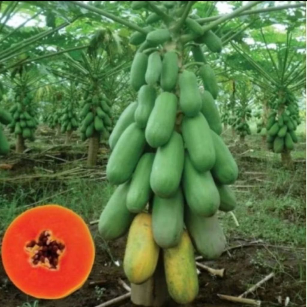 100 BUTIR BENIH BIJI POHON PEPAYA CALIFORNIA MADU POHON PENDEK PEPAYA CALIFORNIA MADU DAGING MERAH M