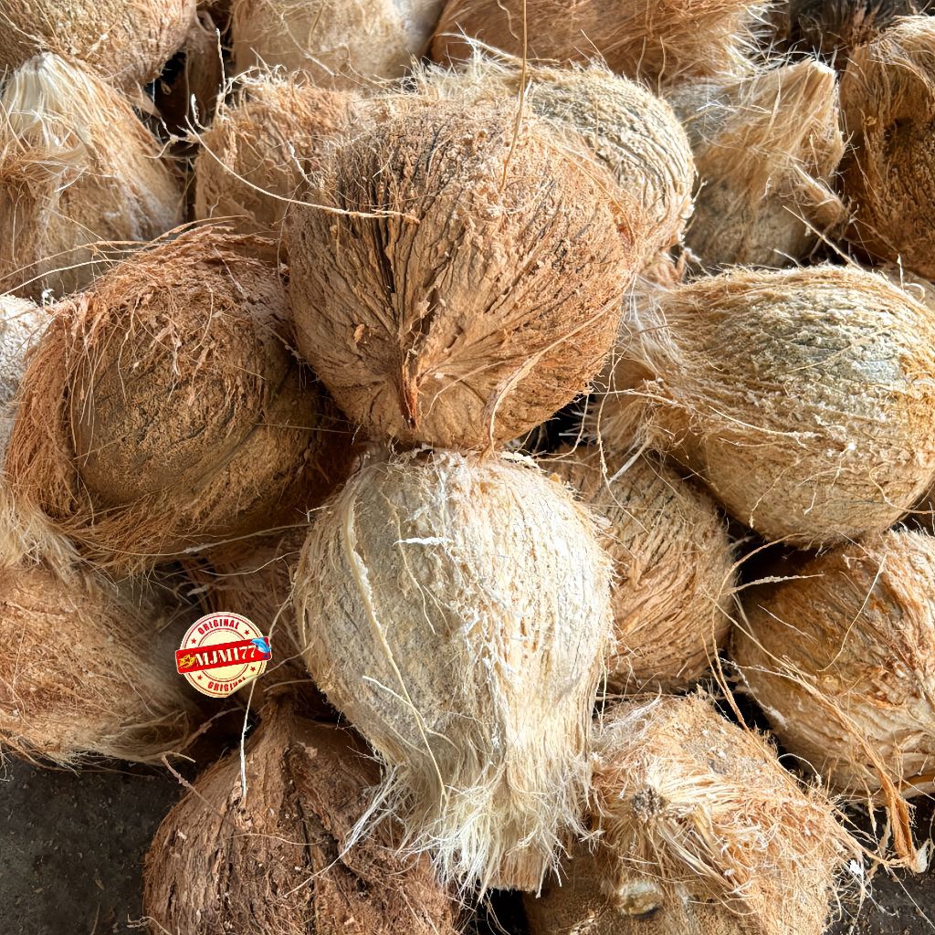 kelapa tua gading Daksin hibrida Best seller