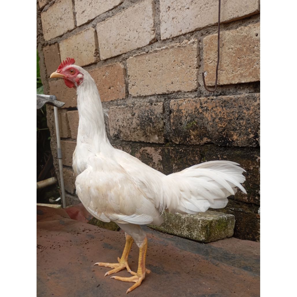 Ayam kampung putih jantan jago muda di Jakarta