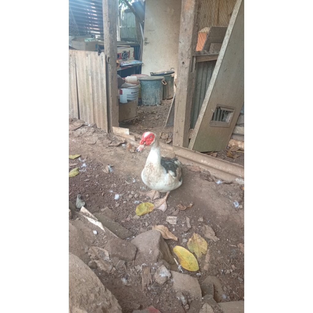 Entok,jumbo,superan,jantan,hidup