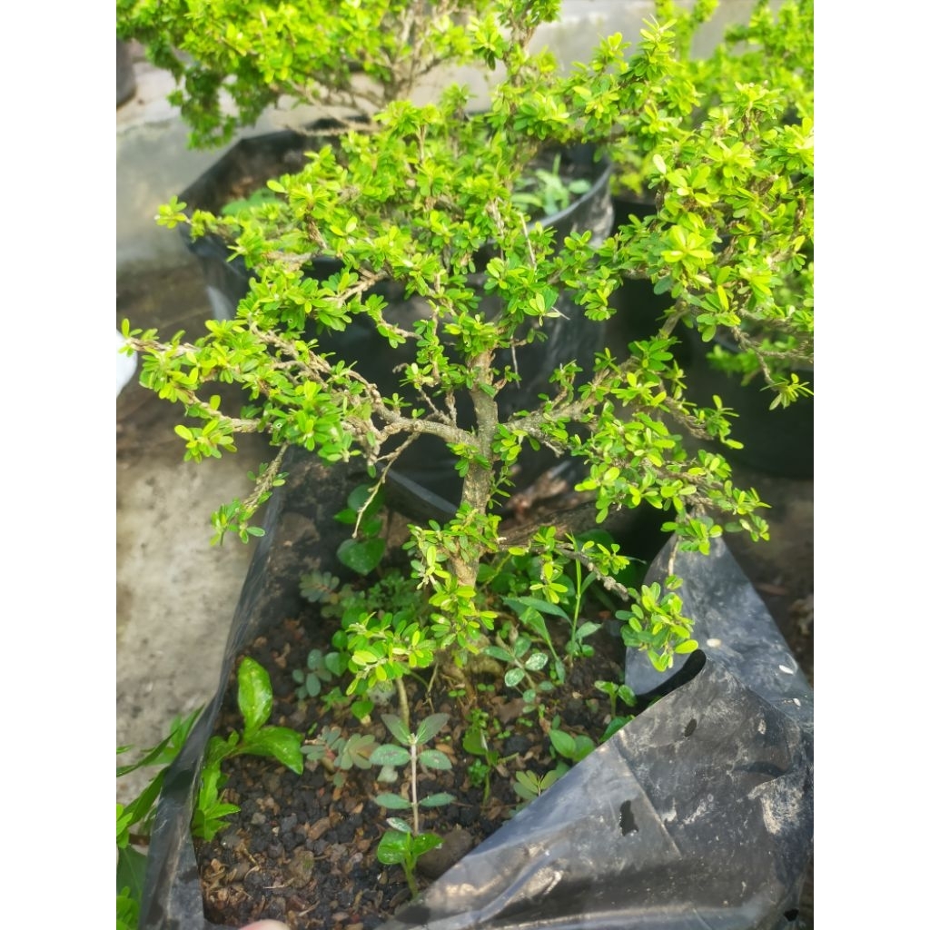 Saeng Simbur Thailand Ukuran sedang