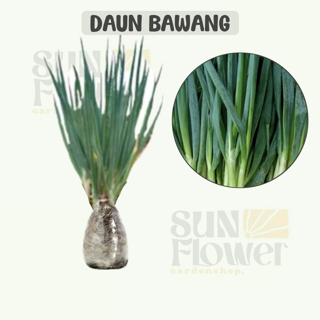 bibit tanaman daun bawang / prei