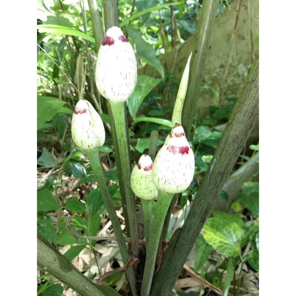 Bibit Keladi sente hitam keunguan keladi hias 15000 per bibit