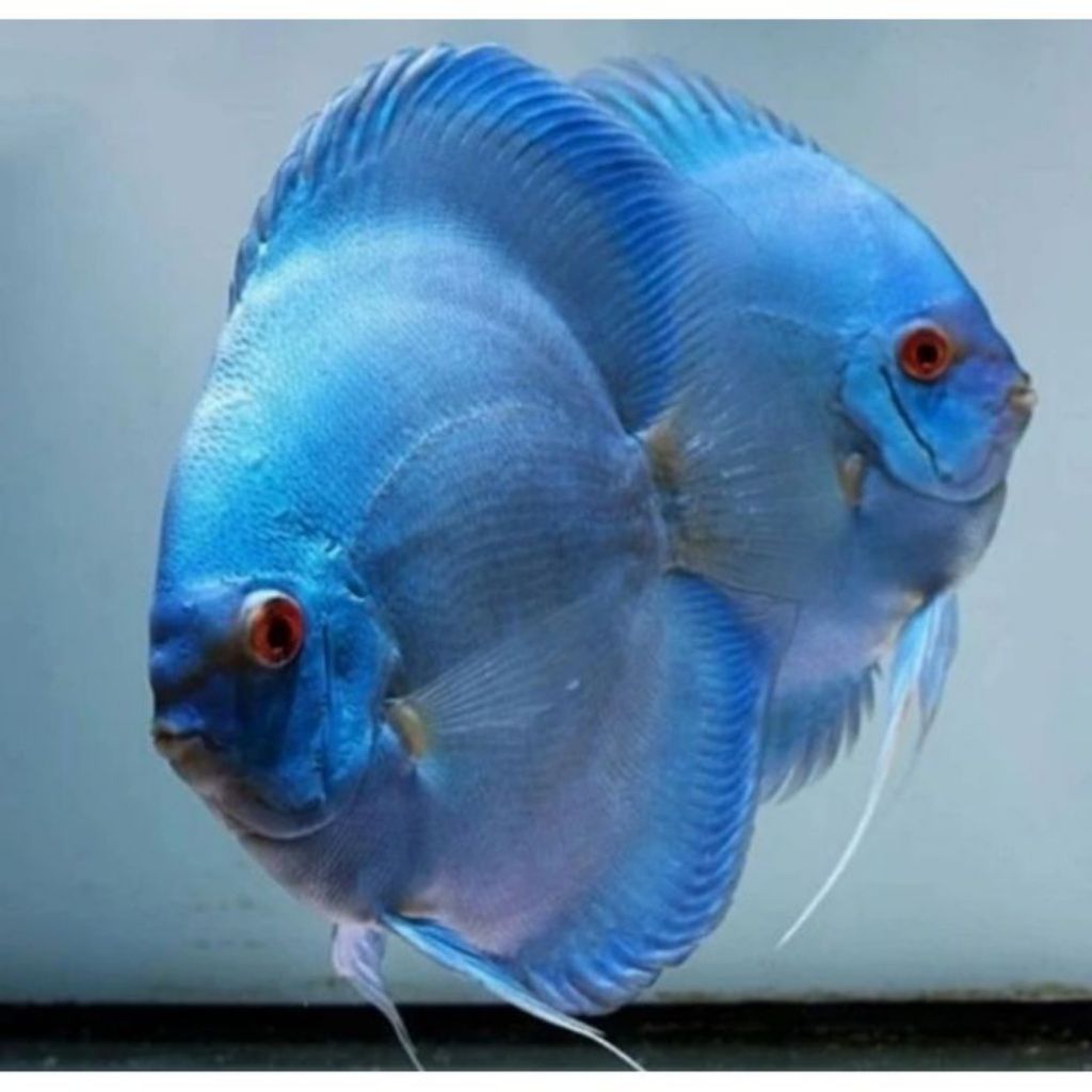 DISCUS BLUE DIAMOND BAHAN AQUASCAPE