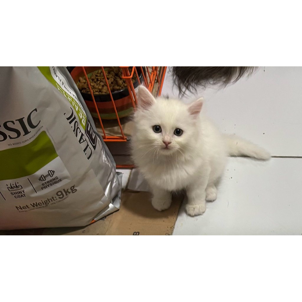 kitten persia mix maincone betina