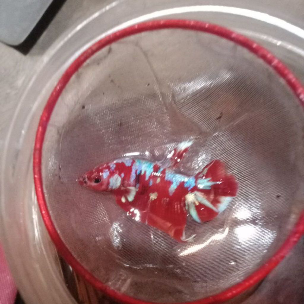 IKAN CUPANG BARONGSAI