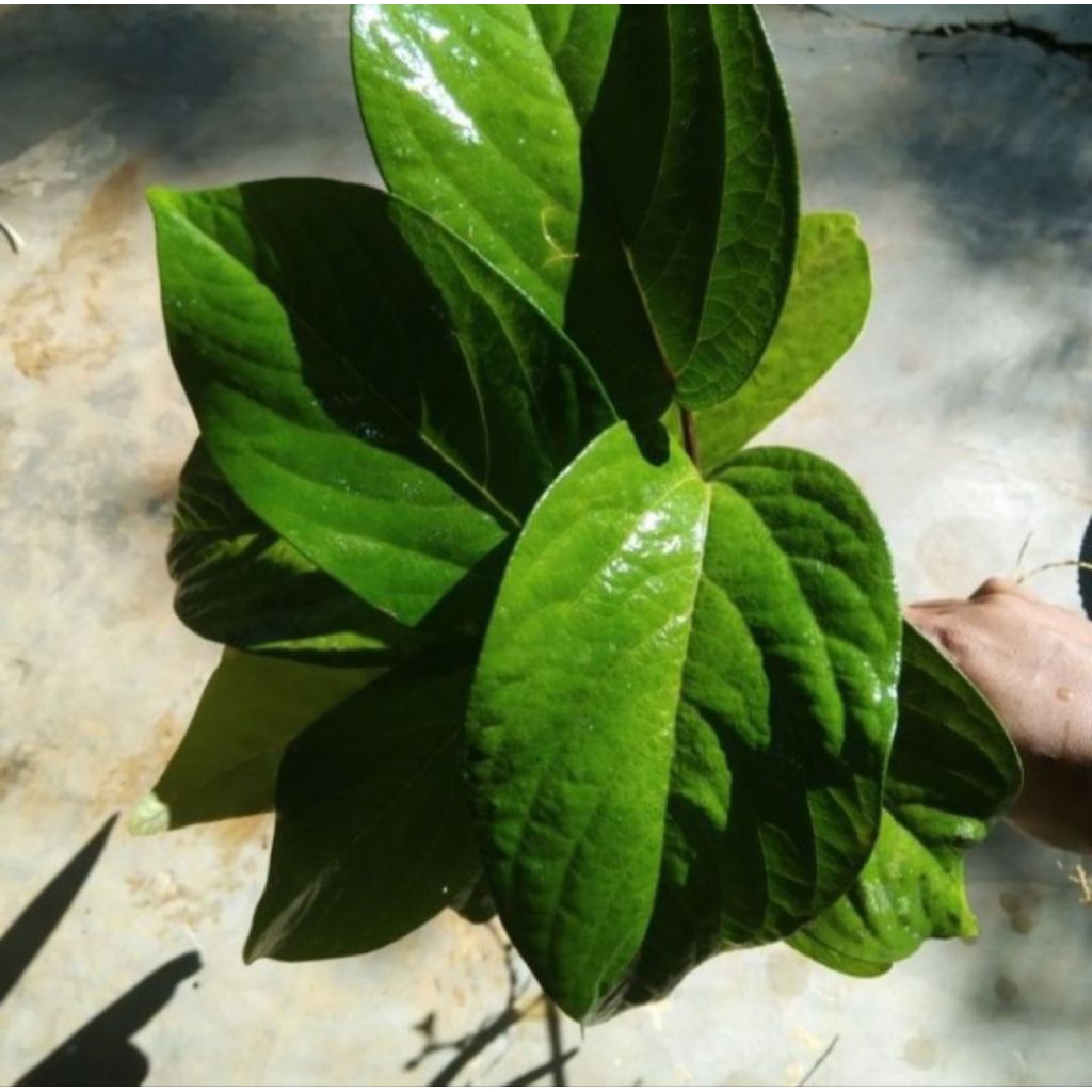 Daun Singa Depa/Daun Singa Depa 250gr