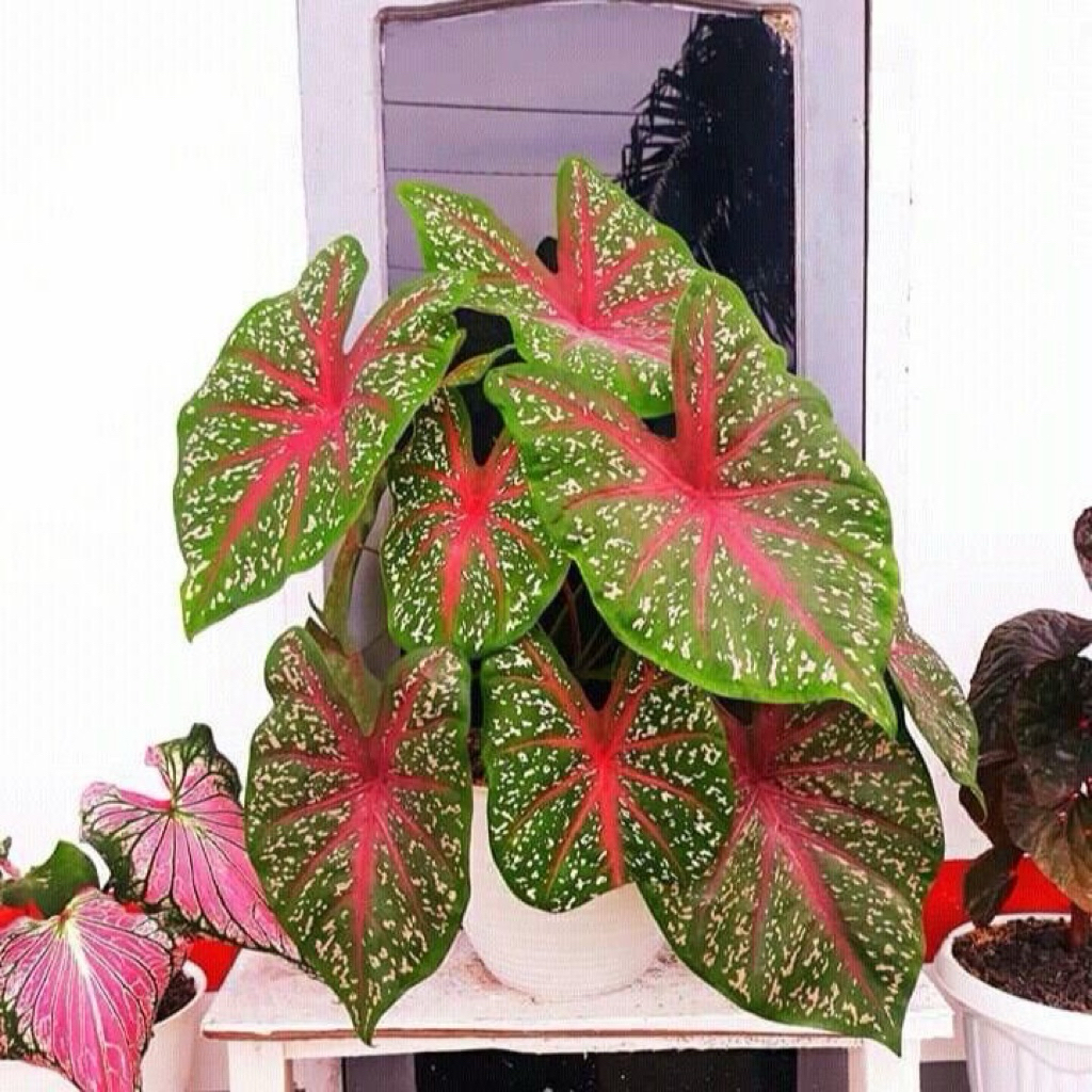 Keladi red star | Tanaman keladi red star | Caladium red star