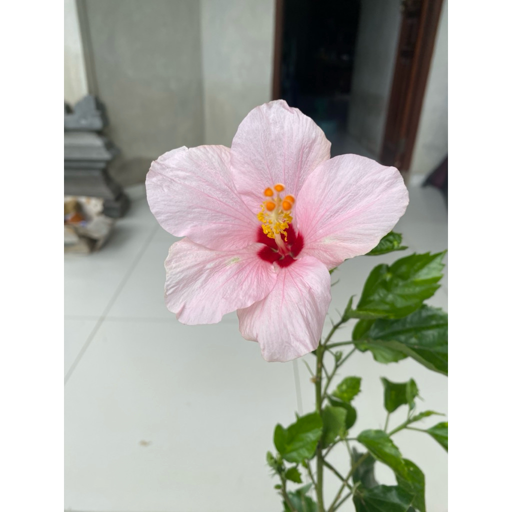 Bunga Pucuk Lady Pink atau Tanaman Bunga Pucuk Lady Pink