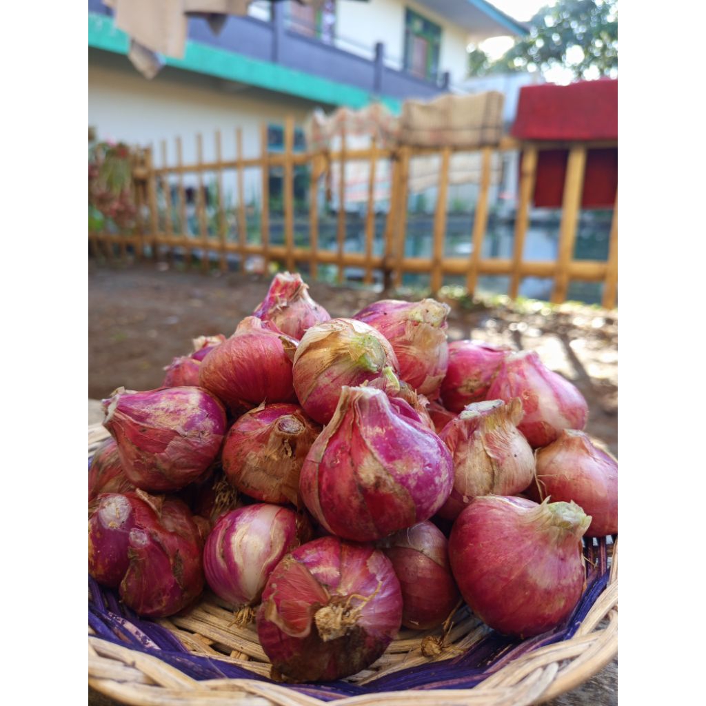 bawang merah super lokal / bawang merah babon / bawang merah bali karet / bawang / bawang merah jumb