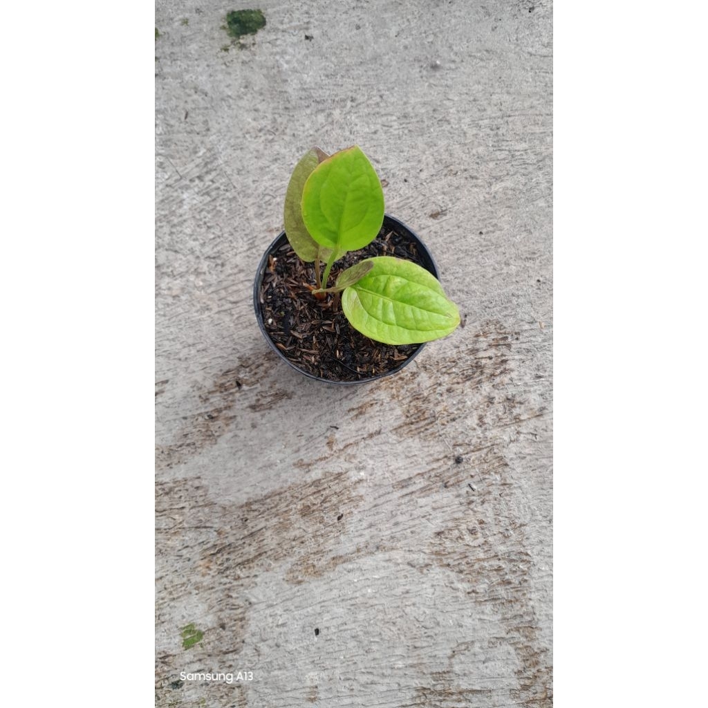 Jemani Golden/Anthurium Jenmani Golden (Baby Daun 4) (2)