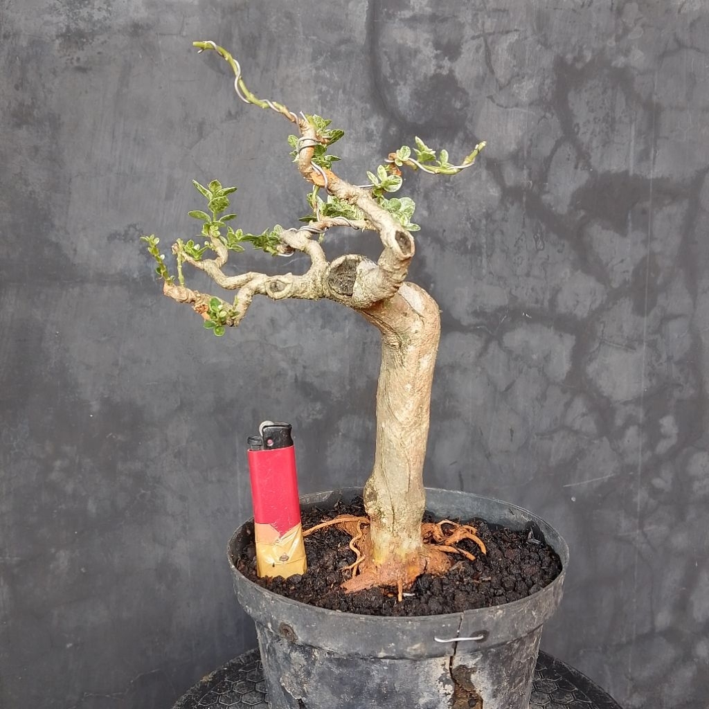 Bonsai mungil sancang variegata