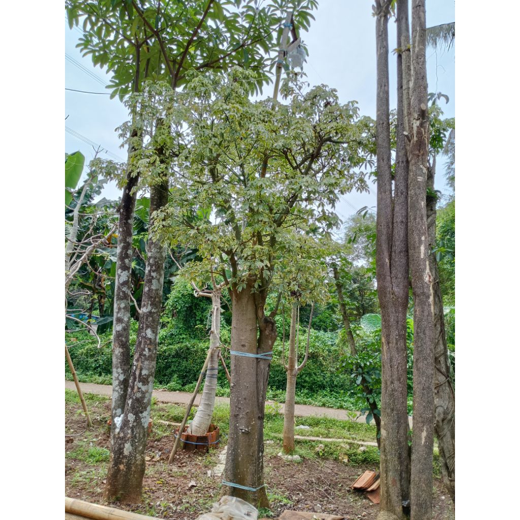 Pohon randu varigata (kapuk)