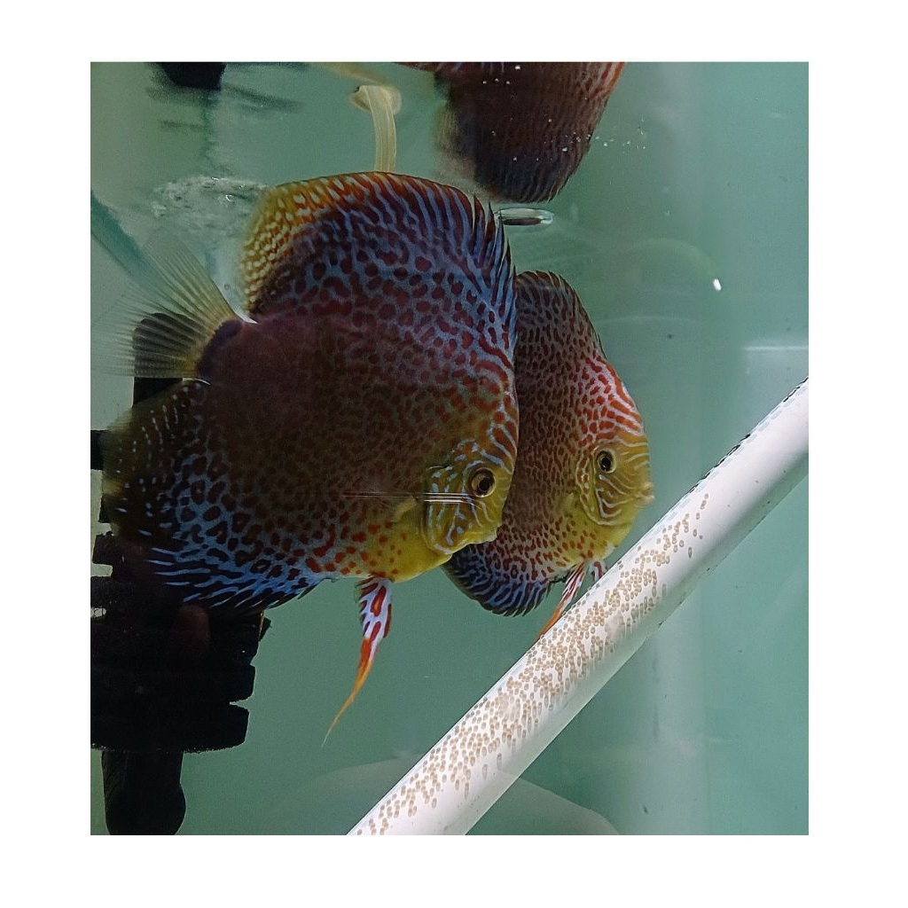 Hiasan Ikan Discus Leopard Snake Skin LSS