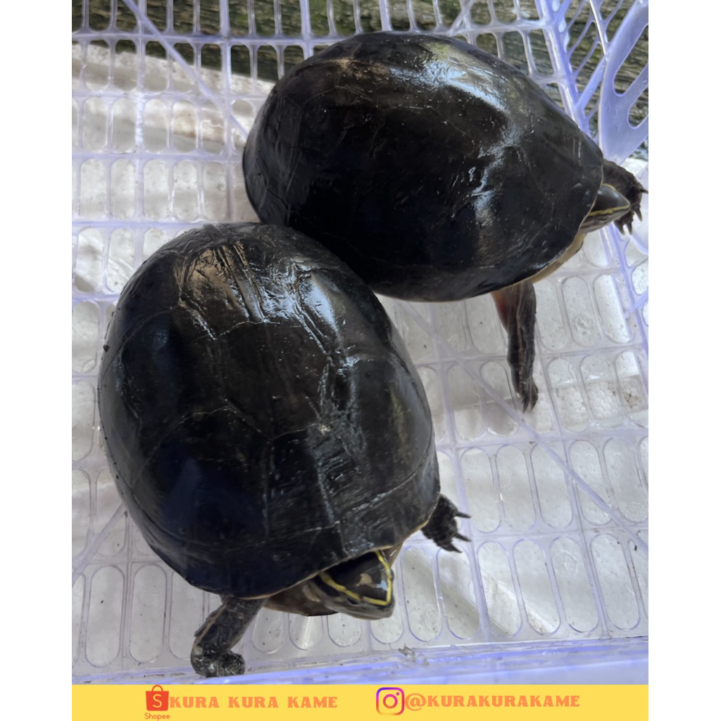 Hiasan Aquarium Kura Ambon Indukan Sepasang Ukuran 15-20 cm