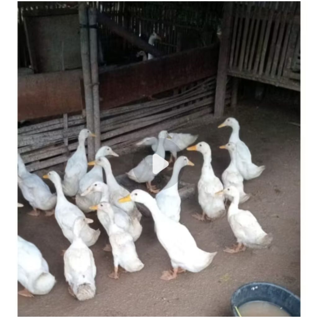 bebek Peking hidup muda berat usia 6 bulan up