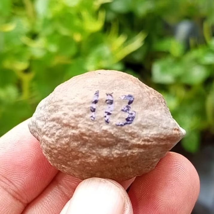 Muncang adu eti ( xxl ) kode 113.