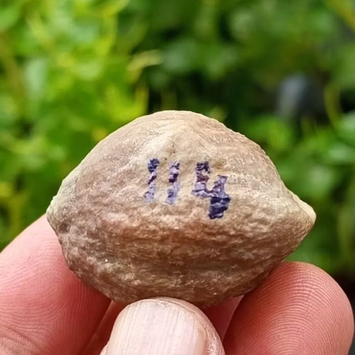 Muncang adu eti ( xl ) kode 114.