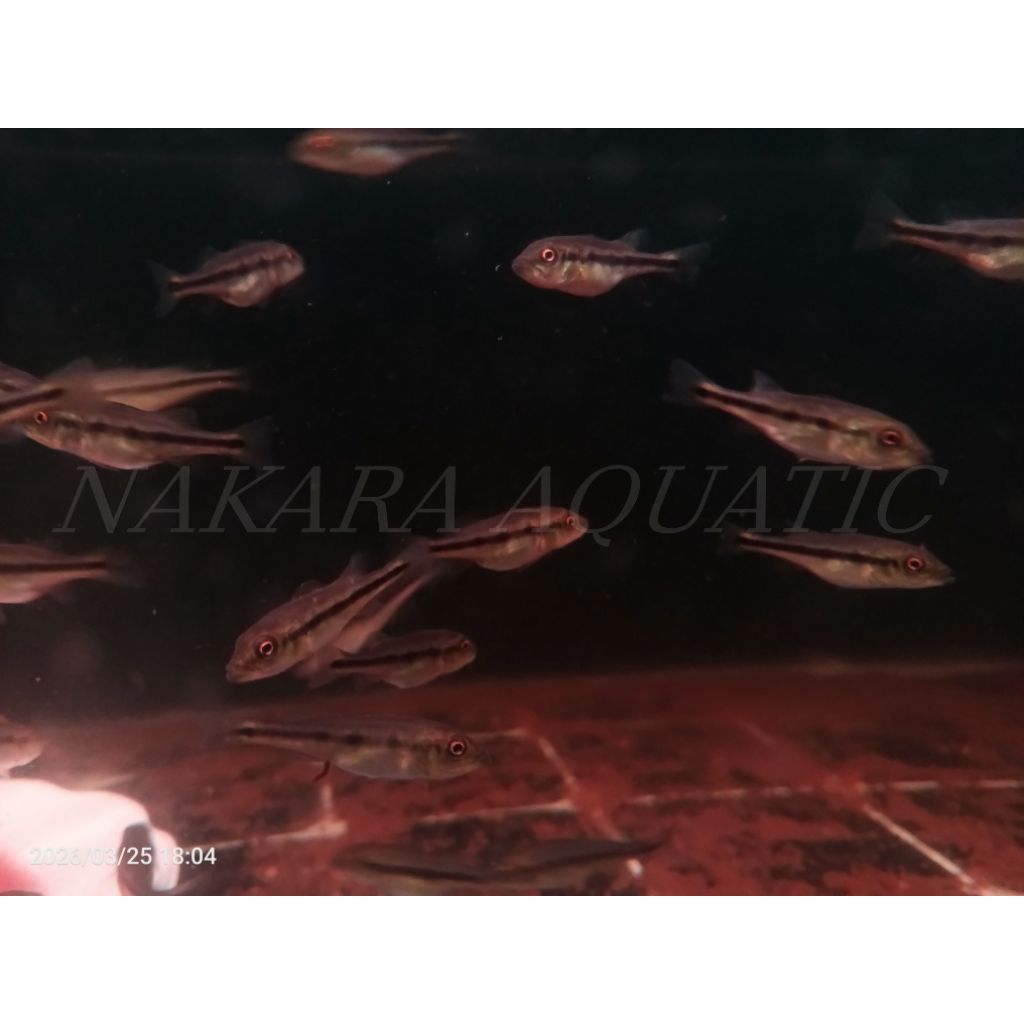 Pbass Fogo pure 4-5cm Pelet