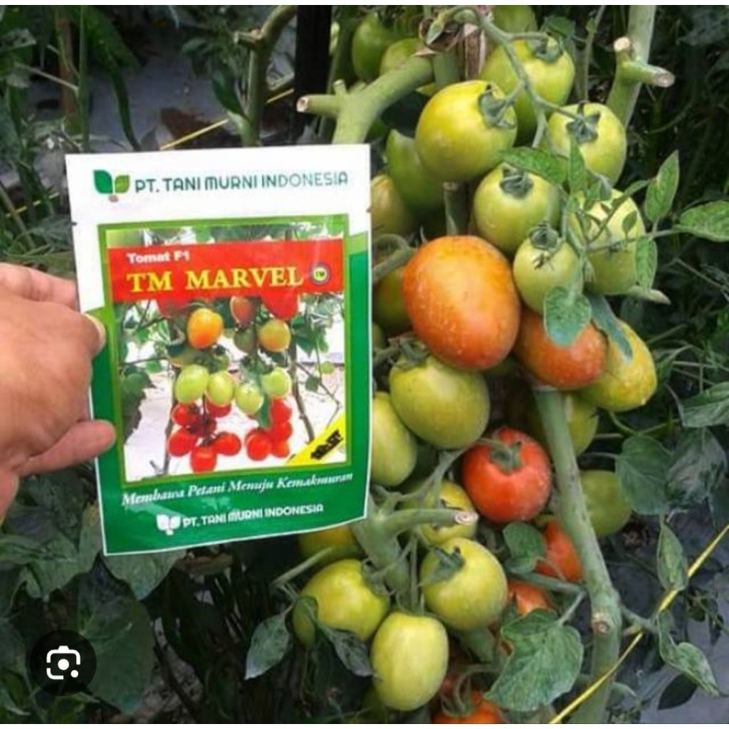 benih tomat hibrida TM MARVEL F1 10 gram