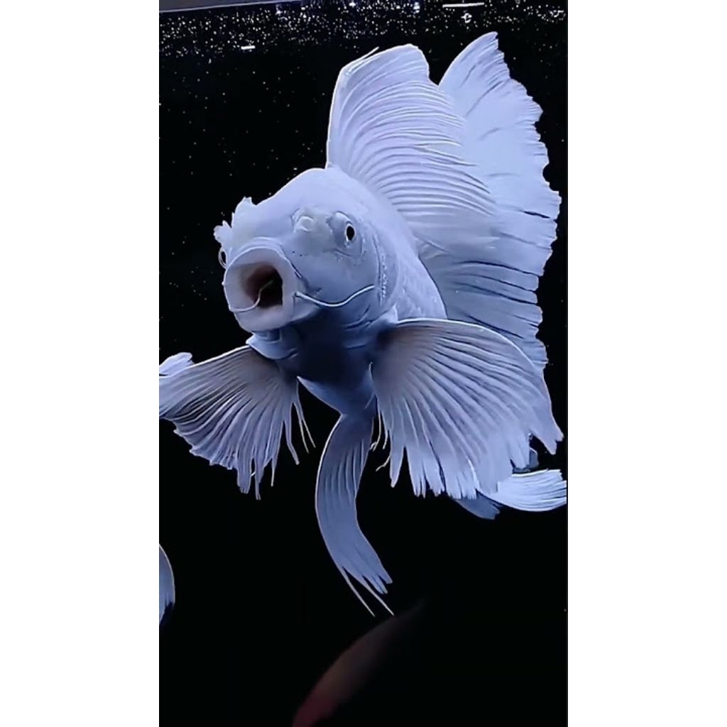 ikan hias koi slayer platinum