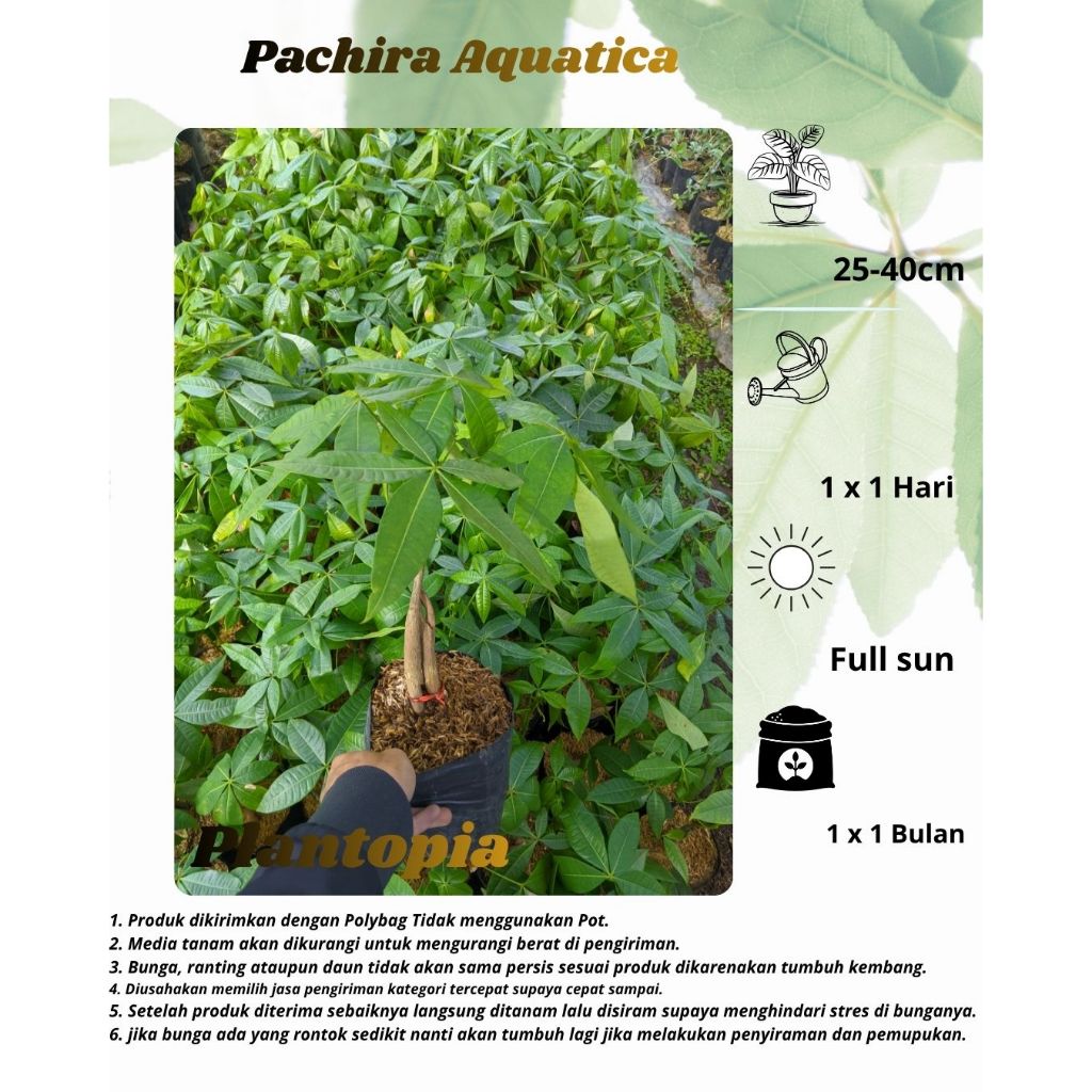 Tanaman Hias Pohon Pachira Aquatica - Pohon Uang(Money Trees Pachira) - Pachira Kepang