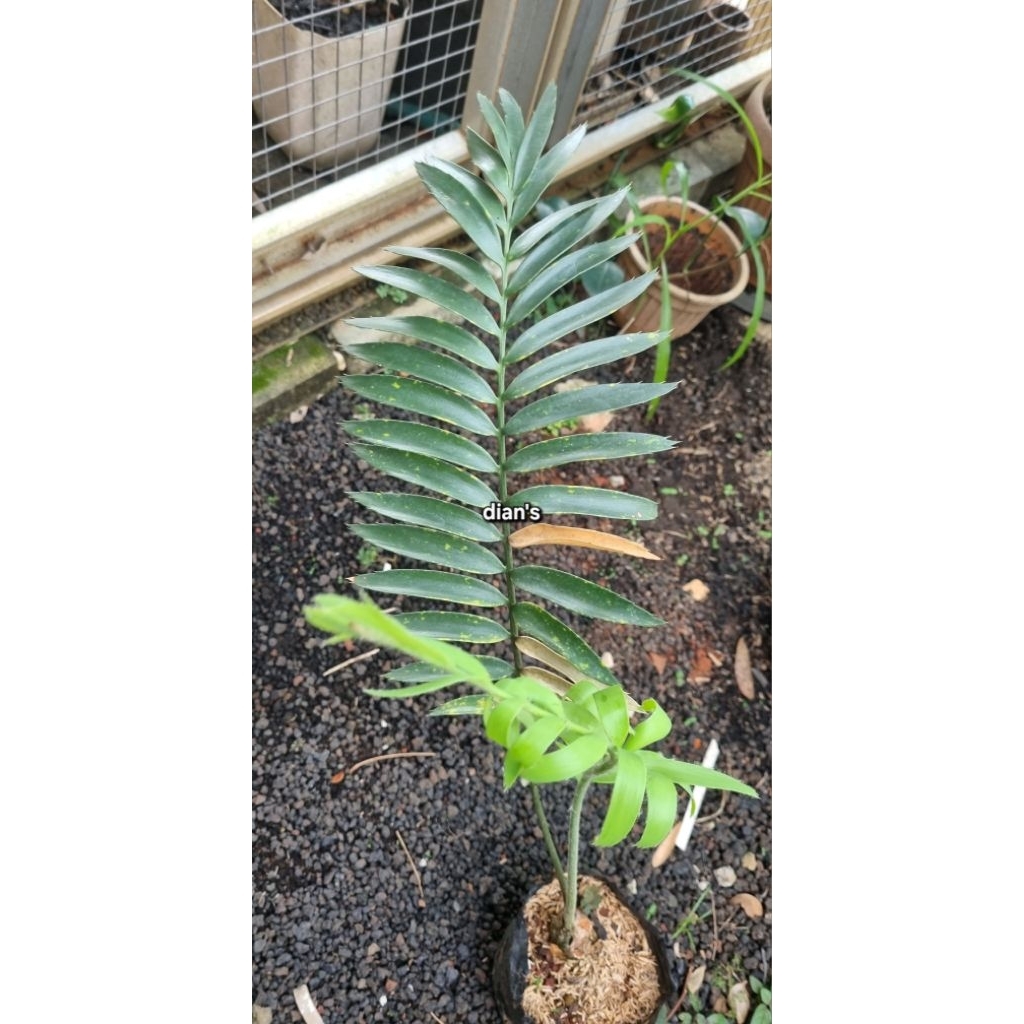 tanaman hias encephalartos sclavoi