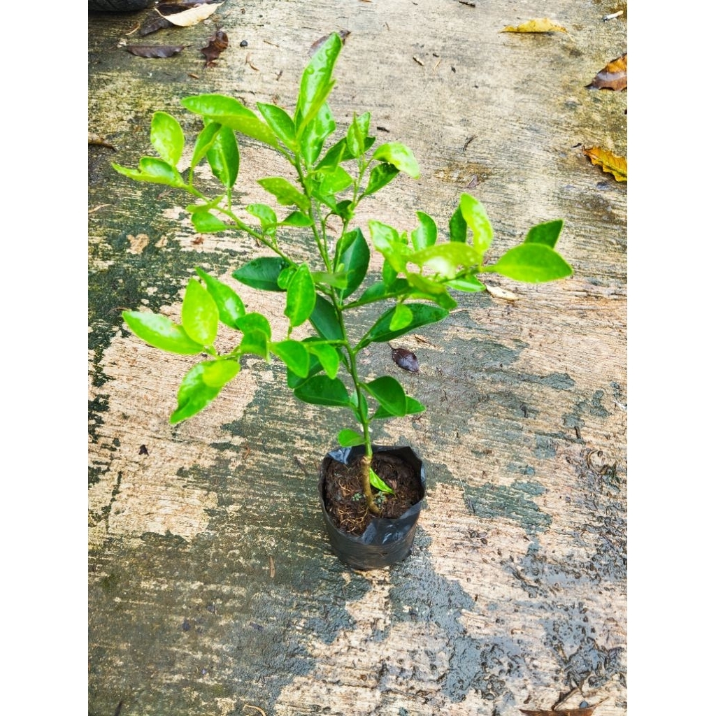 Tanaman jeruk limo pohon jeruk limo jeruk limo