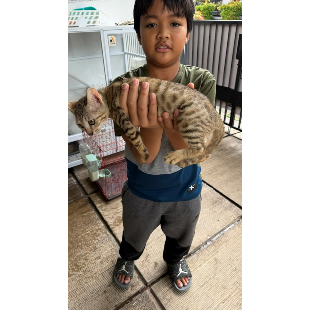 Kucing Kitten 4 Bulan Bengal Betina dan Jantan