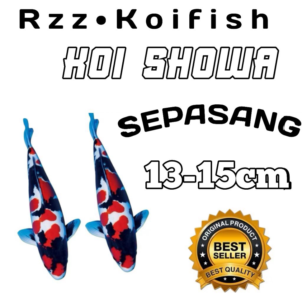 isi 2 koi Blitar Showa Berkualitas grade A