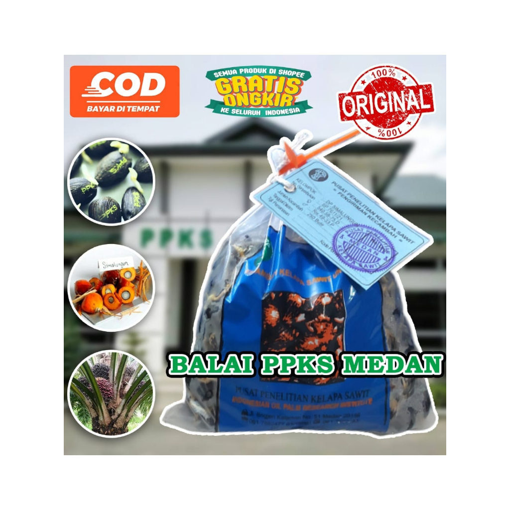 BENIH KELAPA SAWIT PPKS DXP SIMALUNGUN ORIGINAL
