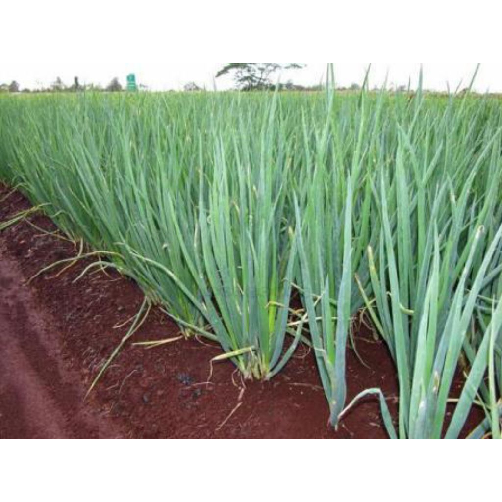 Benih daun bawang Blaze f1 (isi 10biji)