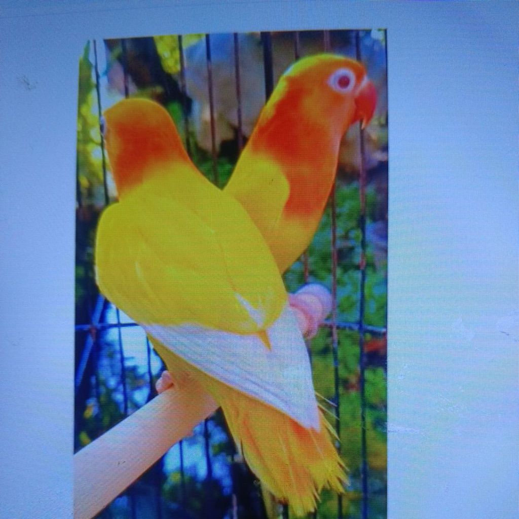 Burung lovebird mata merah