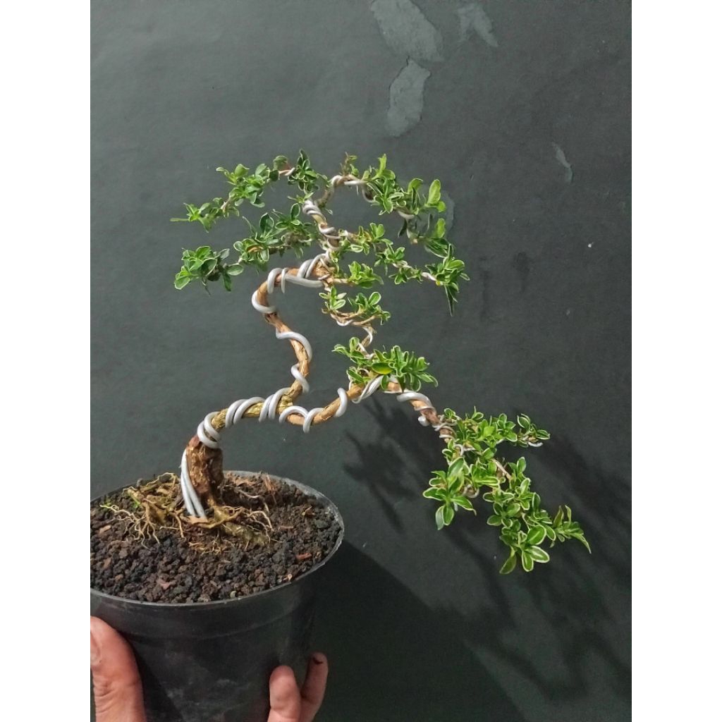 Bonsai Bonsai Mirten - Tanaman Hias Bonsai Mirten Varigata