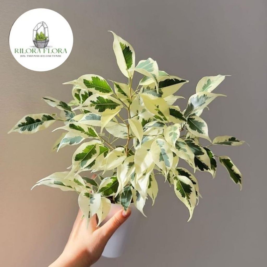 Tanaman hias beringin varigata - Pohon beringin varigata