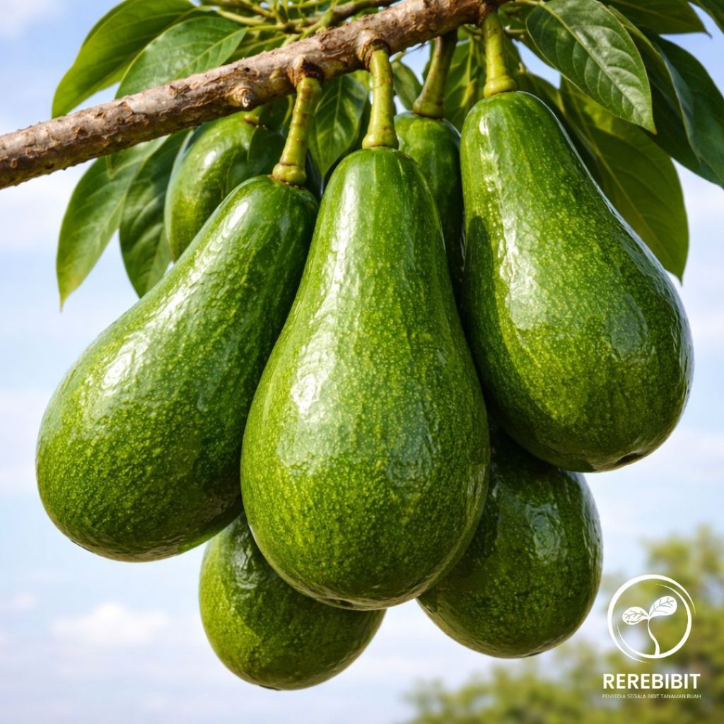 Bibit Alpukat Aligator Jumbo